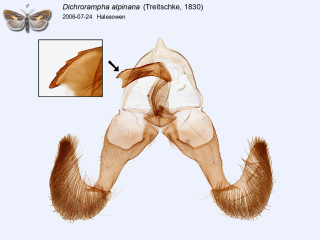 Dichrorampha alpinana