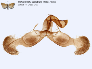 Dichrorampha alpestrana