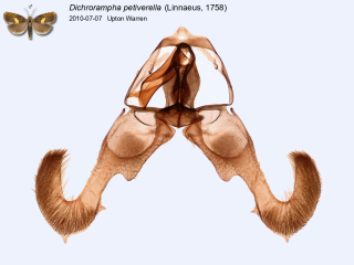 Dichrorampha petiverella