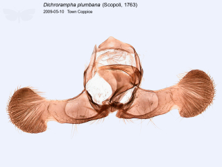 Dichrorampha plumbana