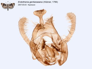 Endothenia gentianaeana