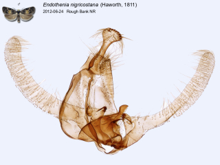 Endothenia nigricostana