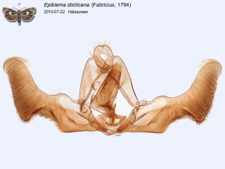 Epiblema sticticana