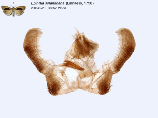 Epinotia solandriana