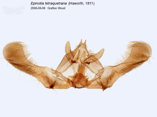 Epinotia tetraquetrana