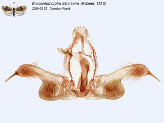 Eucosmomorpha albersana