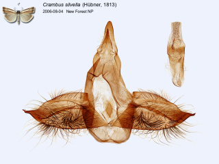 Crambus silvella