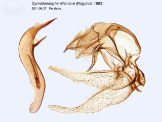 Gynnidomorpha alismana