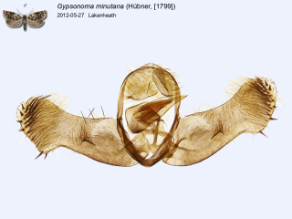 Gypsonoma minutana