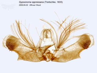 Gypsonoma oppressana