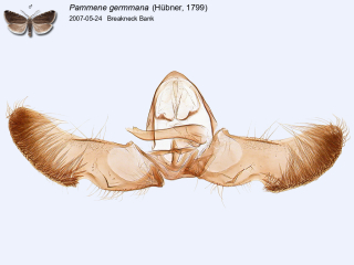 Pammene germmana