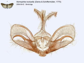 Nomophila noctuella