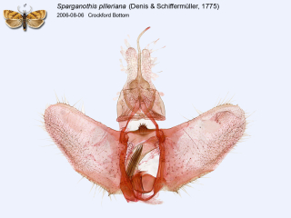 Sparganothis pilleriana