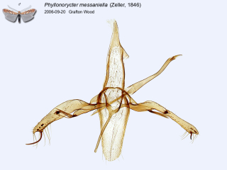 Phyllonorycter messaniella