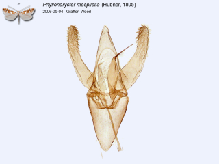 Phyllonorycter mespilella