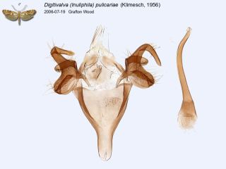 Digitivalva (Inuliphila) pulicariae