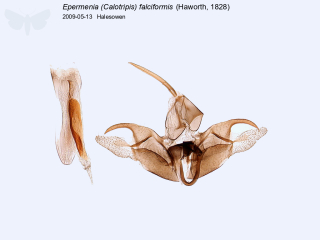 Epermenia (Calotripis) falciformis
