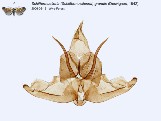 Schiffermuelleria (Schiffermuellerina) grandis