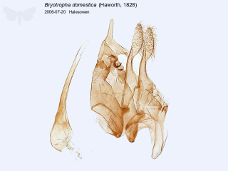 Bryotropha domestica