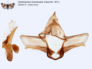 Hysterophora maculosana