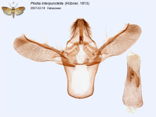 Plodia interpunctella