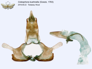 Coleophora kuehnella