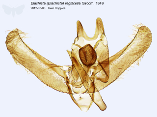 Elachista (Elachista) regificella