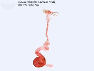 Eudonia mercurella