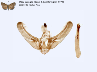 Udea prunalis