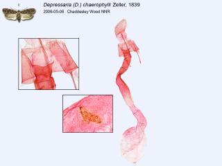 Depressaria (D.) chaerophylli