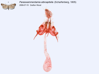 Paraswammerdamia albicapitella