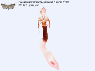 Pseudoswammerdamia combinella