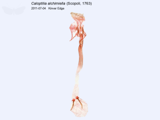 Caloptilia alchimiella
