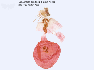 Gypsonoma dealbana