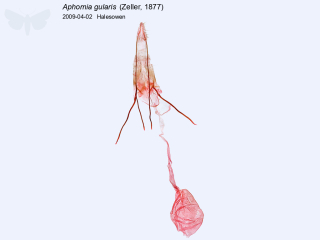 Aphomia gularis