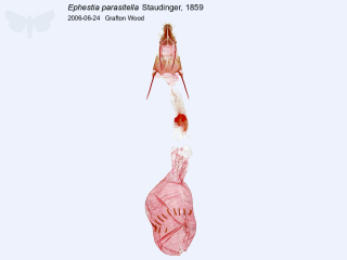 Ephestia parasitella