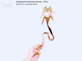 Coleophora kuehnella