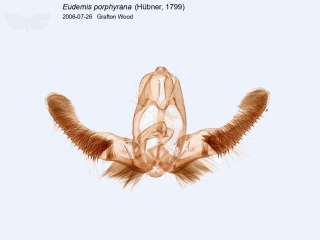 Eudemis porphyrana