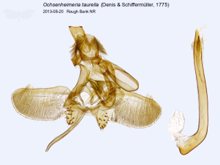 Ochsenheimeria taurella