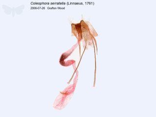 Coleophora serratella