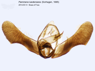 Pammene luedersiana