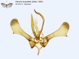 Parornix torquillella