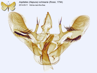 Aspitates (Napuca) ochrearia