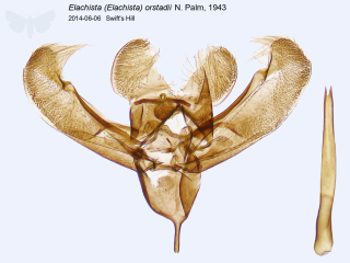 Elachista (Elachista) orstadii
