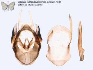 Scopula (Ustocidalia) ternata