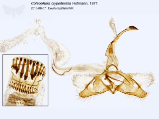 Coleophora clypeiferella