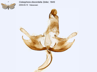 Coleophora discordella