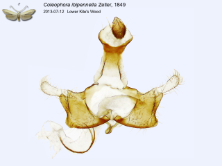 Coleophora ibipennella
