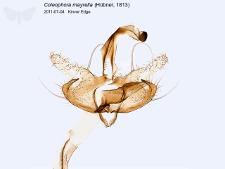 Coleophora mayrella