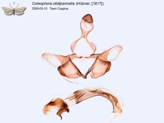 Coleophora otidipennella
